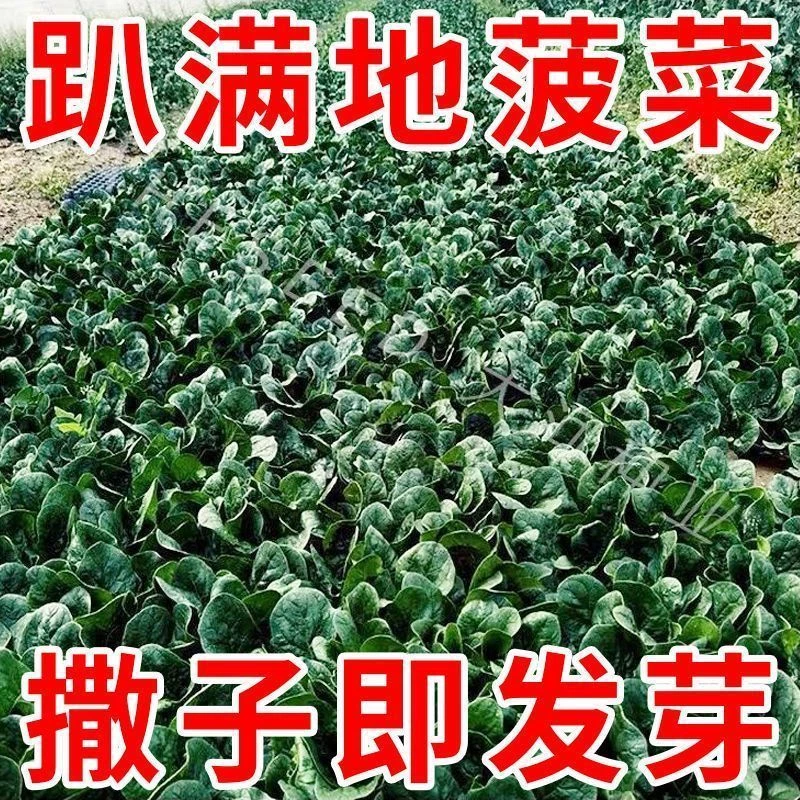 趴地菠菜种子四季可种抗病耐热耐寒高产蔬菜种子