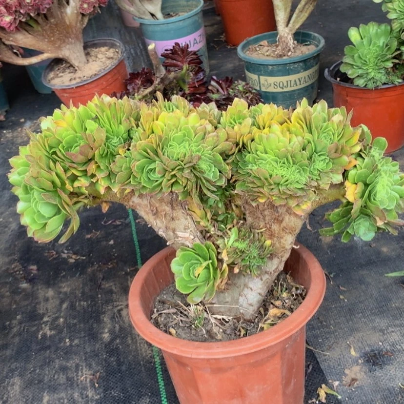 【闪购商品】瑕疵113