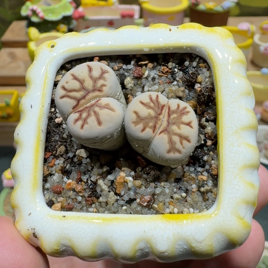 蘑菇1164菊化石多肉植物