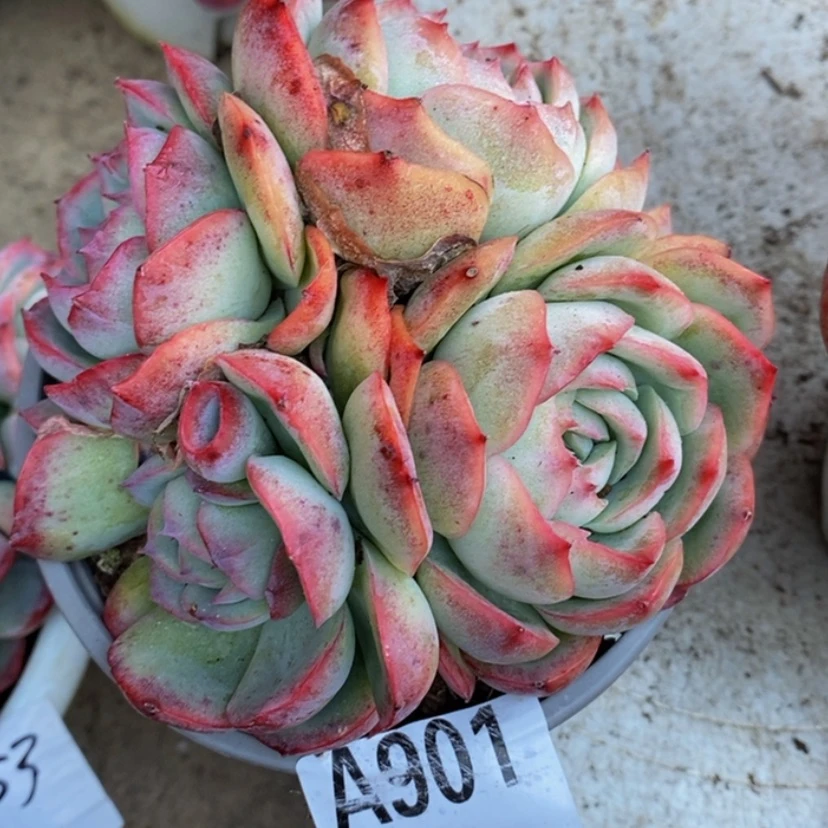 【闪购商品】多肉植物