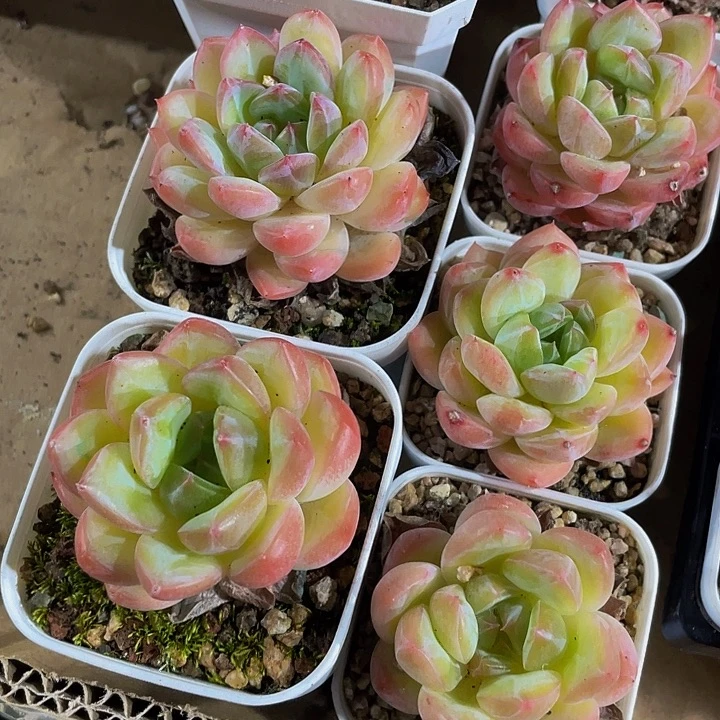 金莲6.8带盆土发货