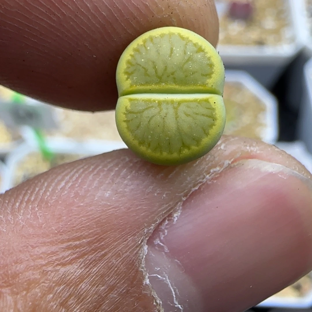 787 生石花大棚直播