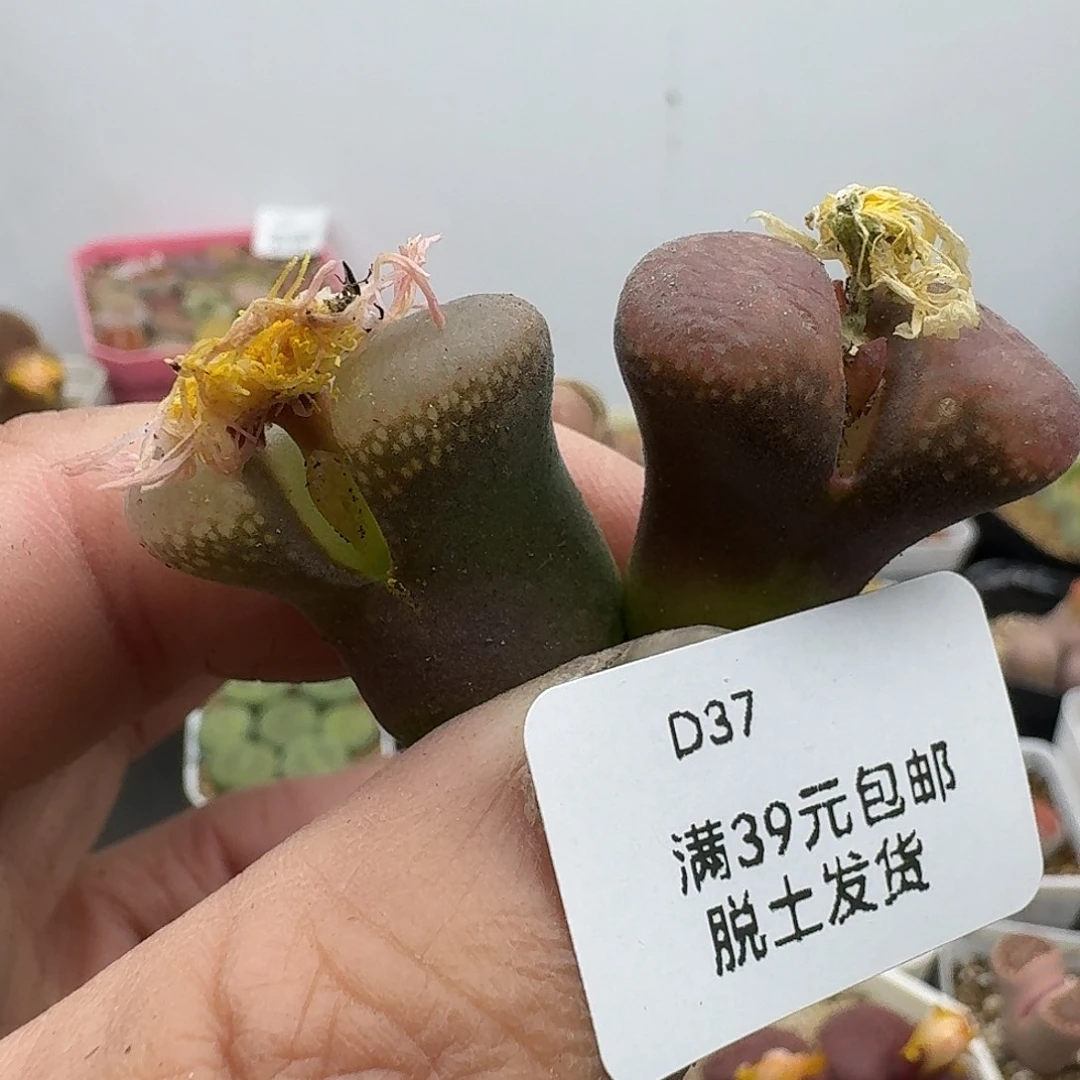 37呼呼聚聚哈哈哈哈哈哈哈哈