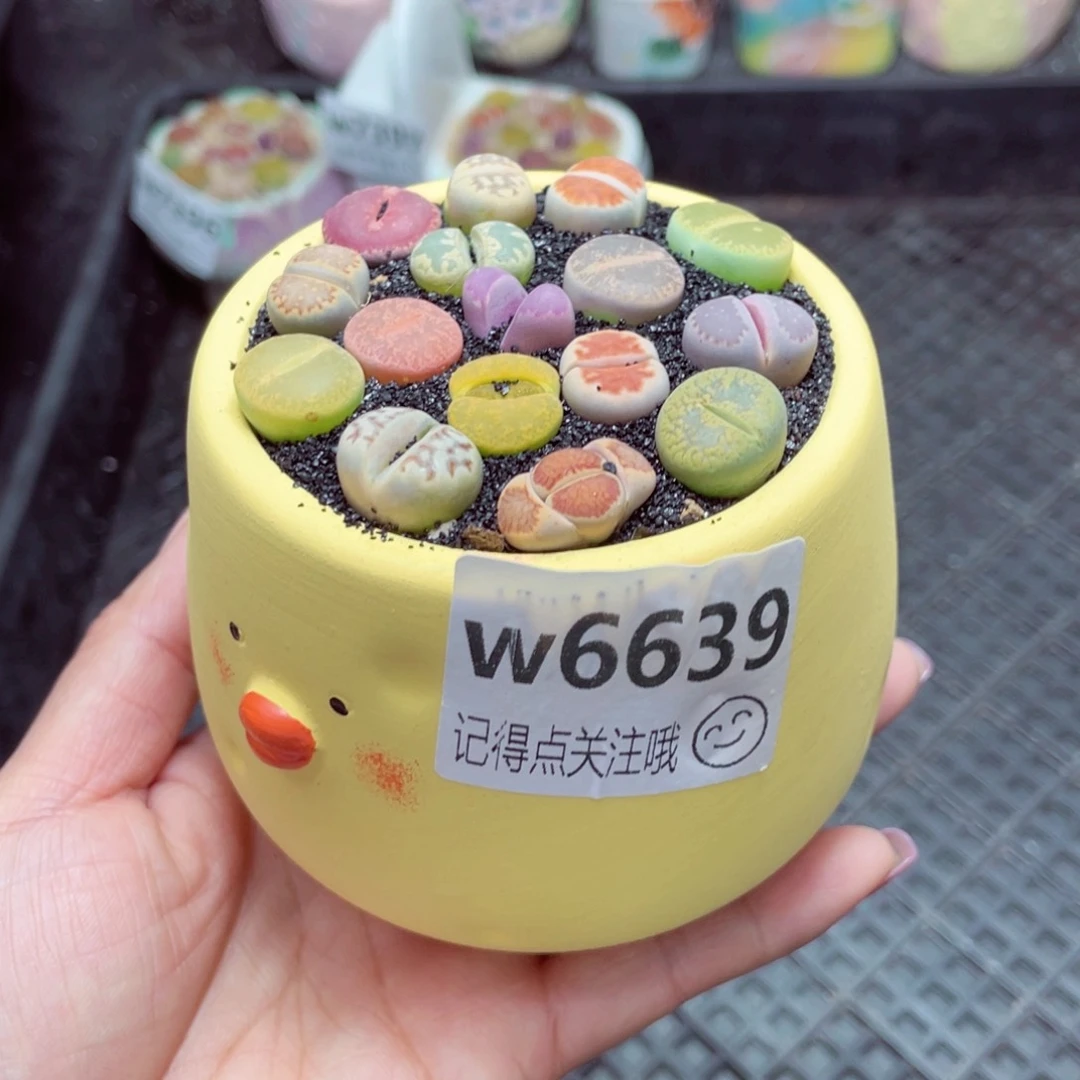 w6639小黄鸡 一份一盆量拍