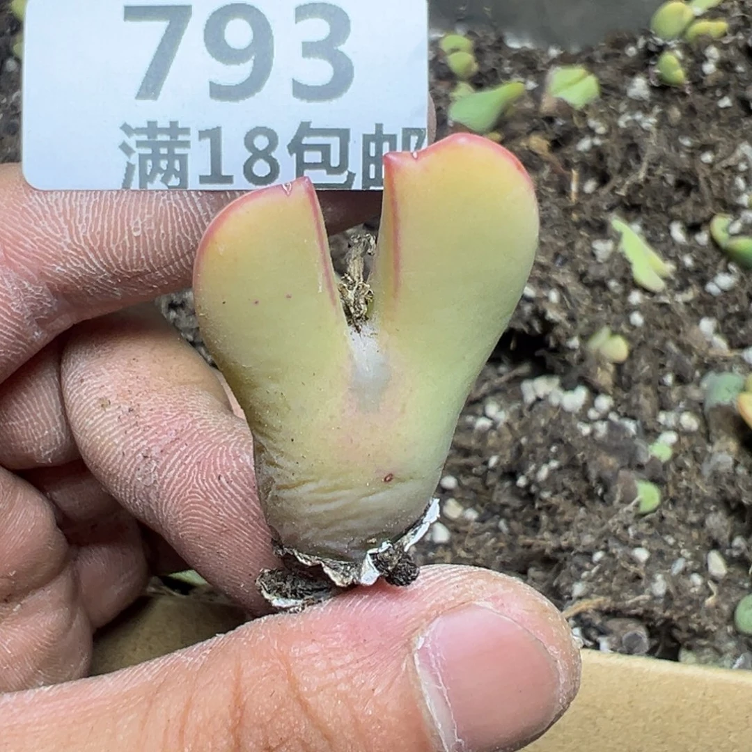 【闪购商品】 793。