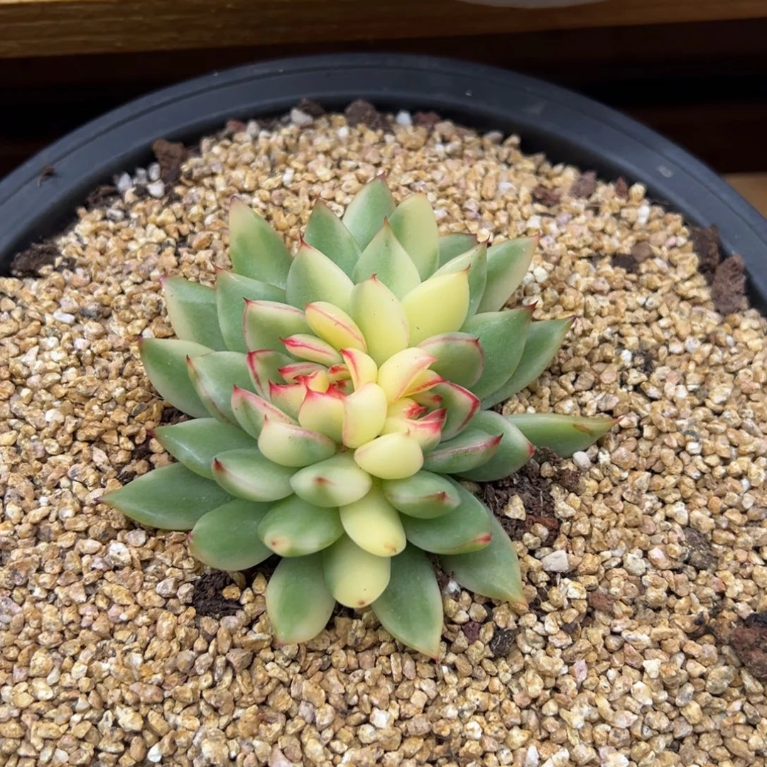 阿诗娜 锦 夏鸣园艺