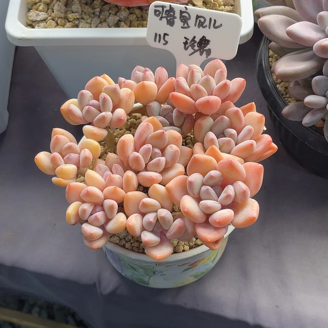 可***、小孔孔精品多肉珍舞