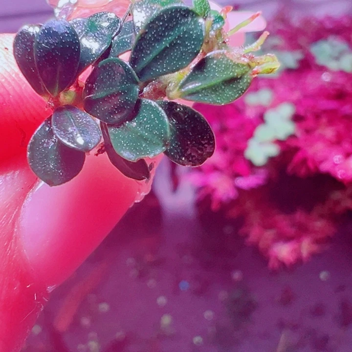 福利50福利价植物一头