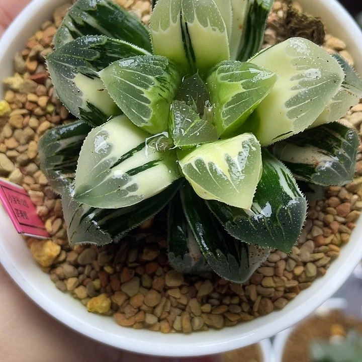 35  芷寿锦十二卷多肉