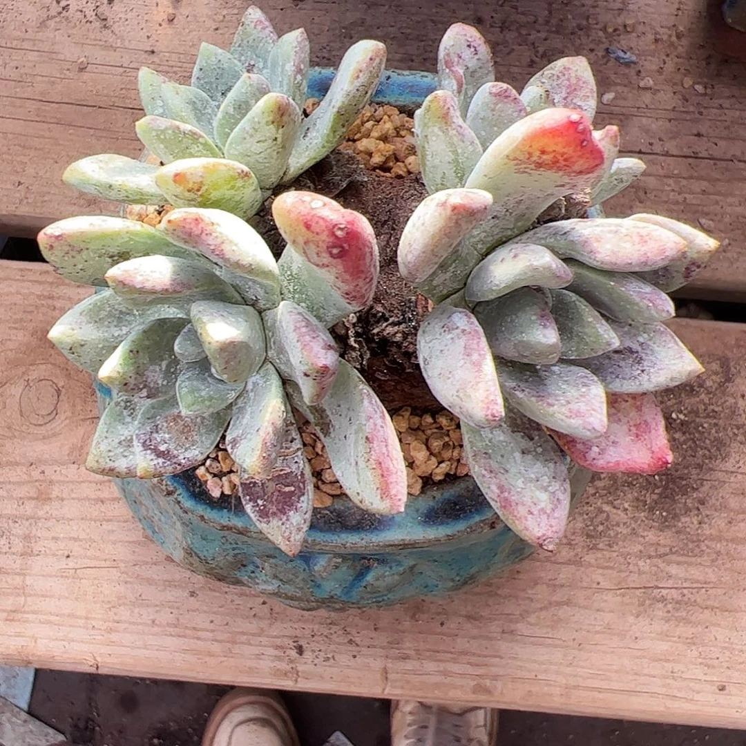 5423流丹苹果叶杂交仙女杯