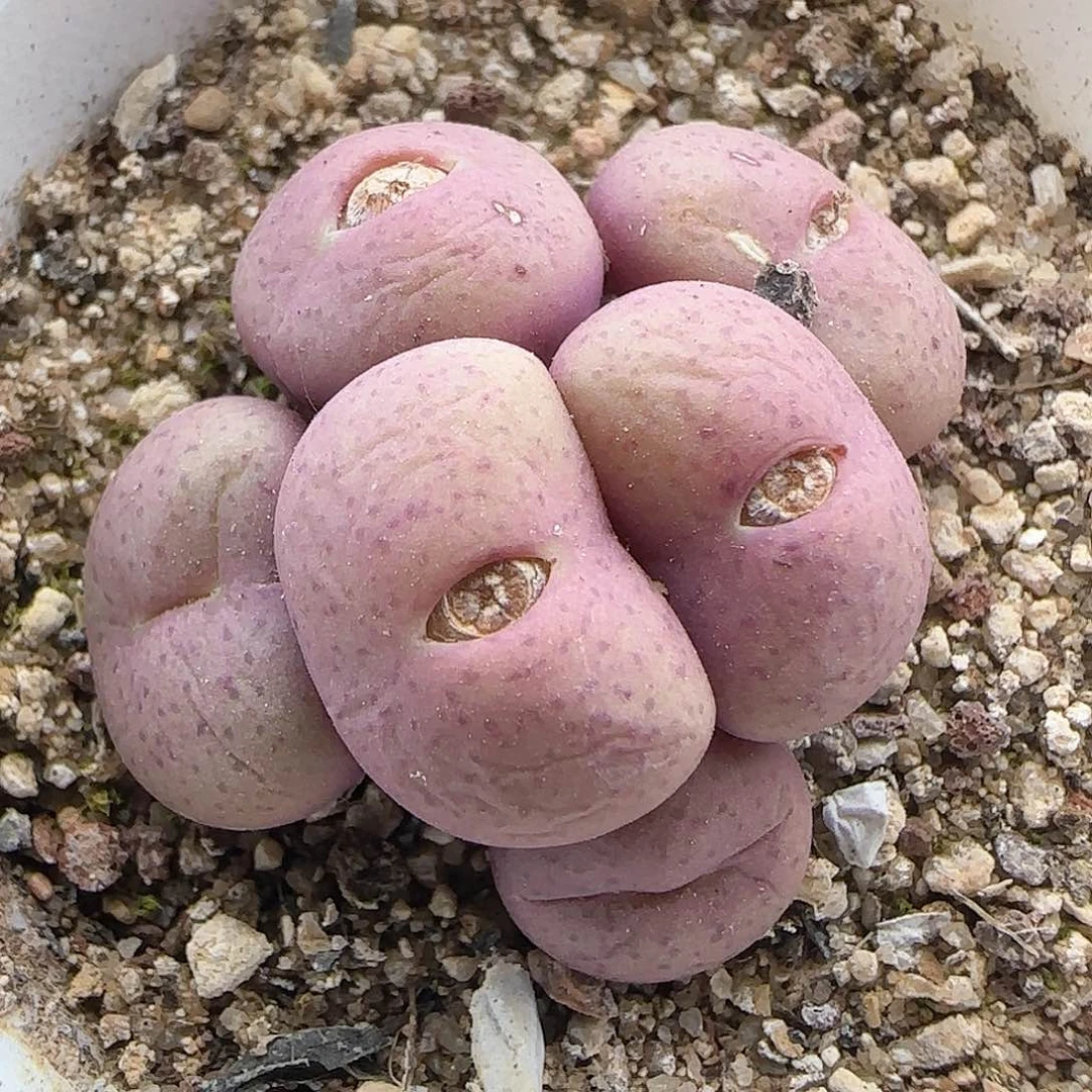 好看的多肉哦31075