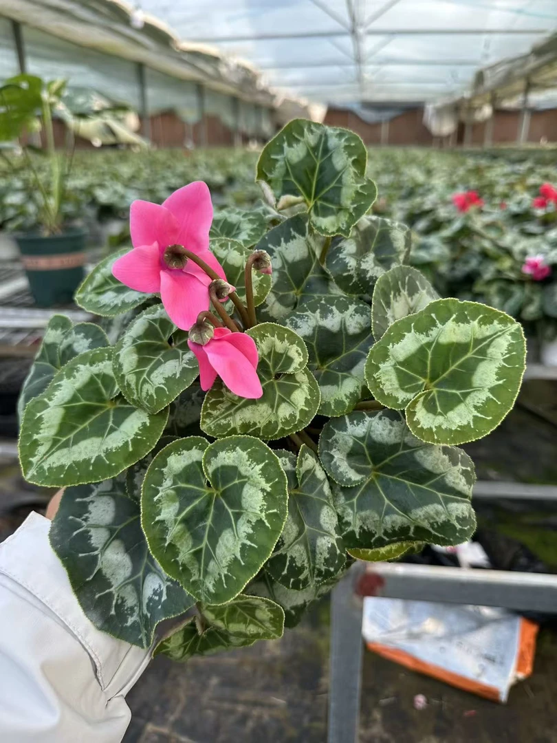 花购   仙客来  ( 猎豹霓虹粉 ）   140盆