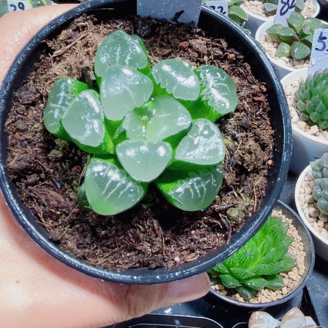 姬翠寿多肉植物6666