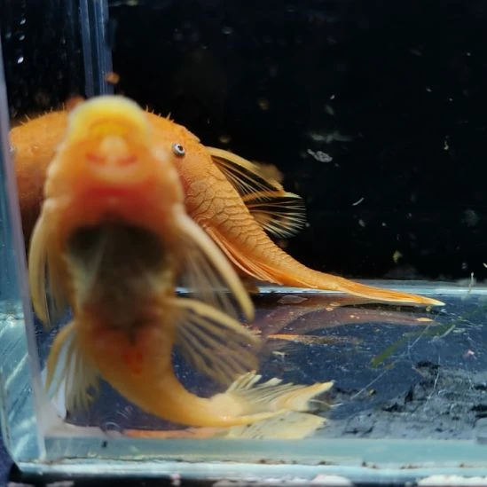 孔雀鱼胡子一对88888