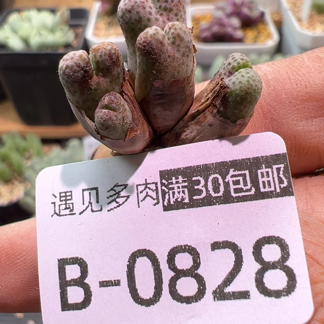 多肉植物111111111111