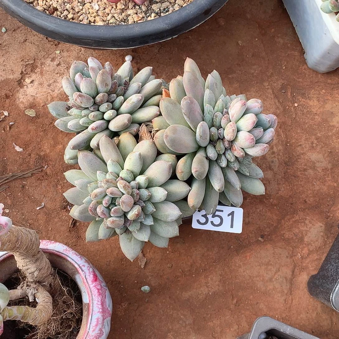 351 一物一拍多肉