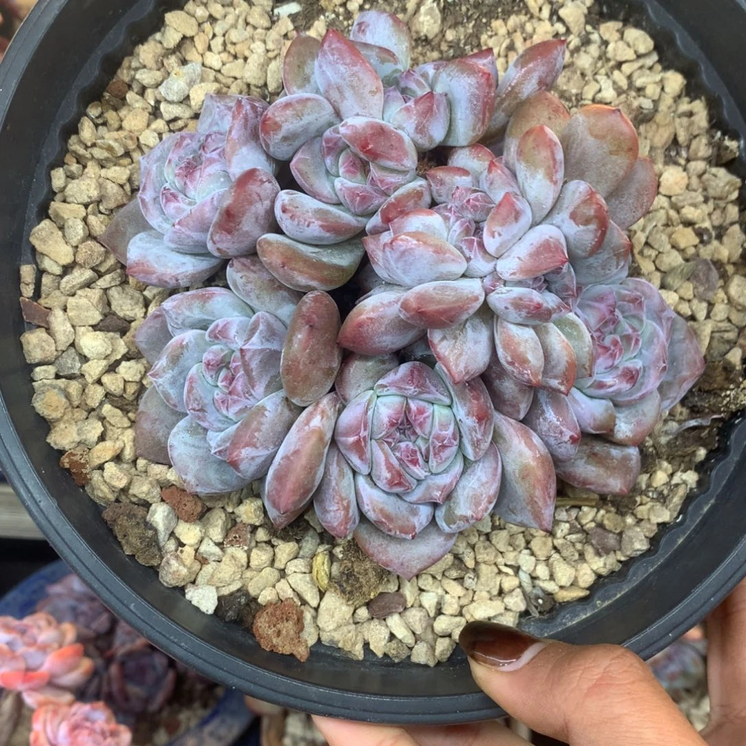 石榴籽紫皮带缀花花