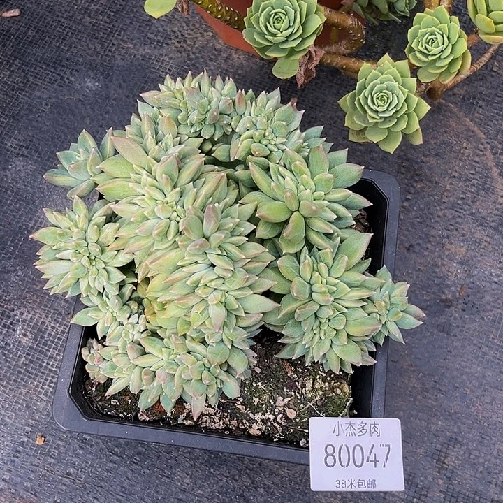 漫*松果美人80047