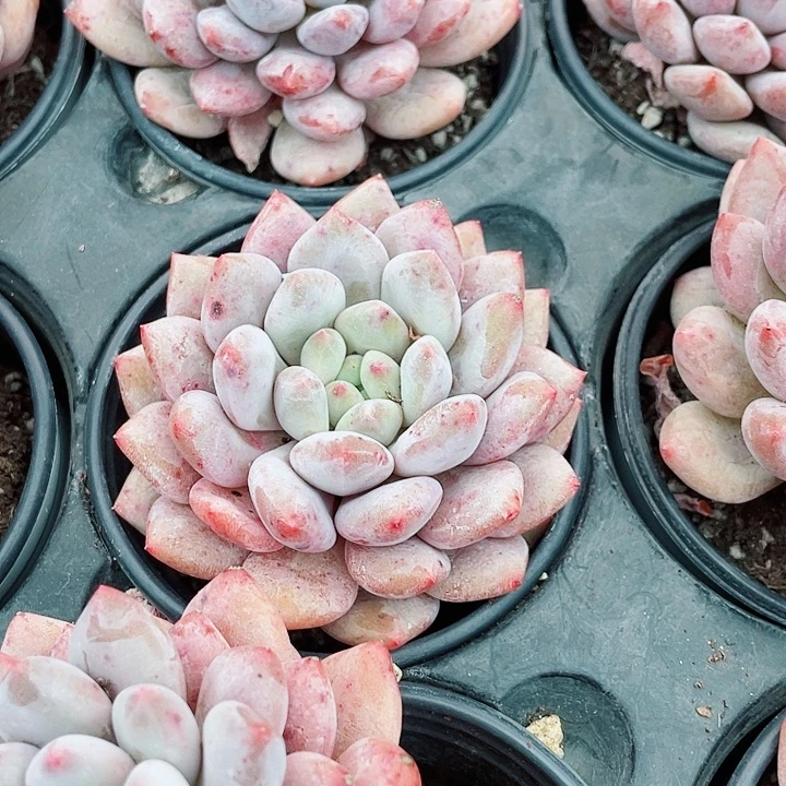 半夏15.8一盆588865888