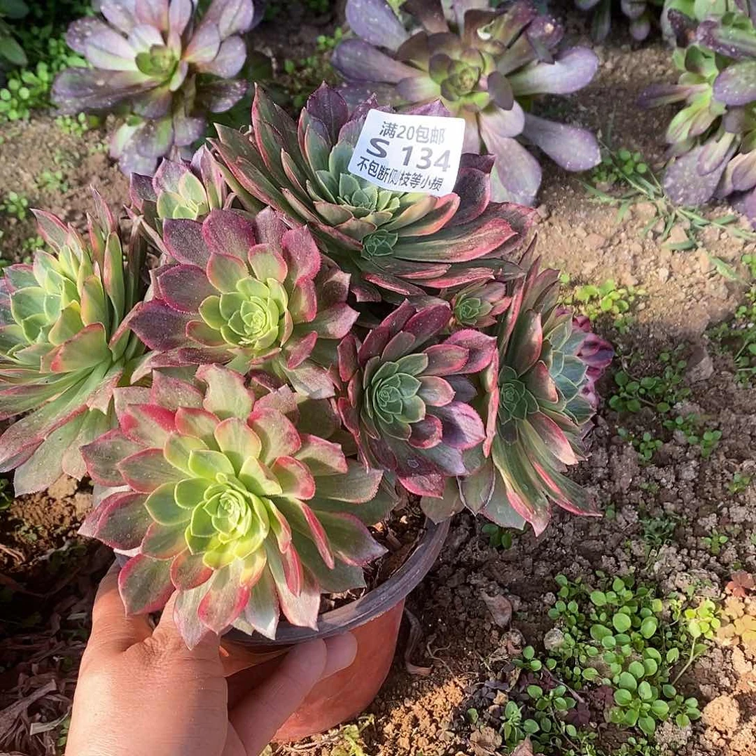 沉*134黄金万两有断枝多肉