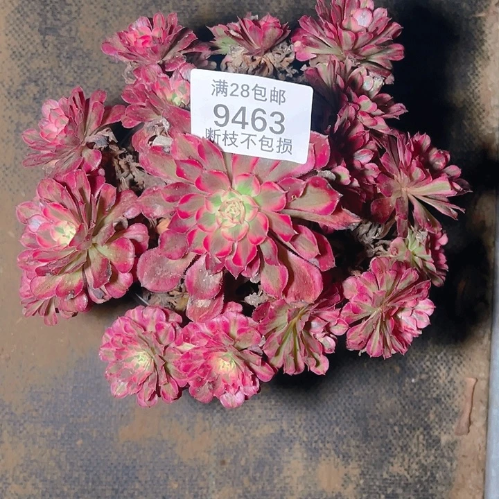 米***家9463红铜白多肉植物