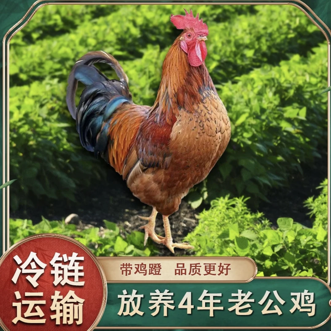农家放养四年老公鸡新鲜现杀带脚蹬1只净重4-4.5斤