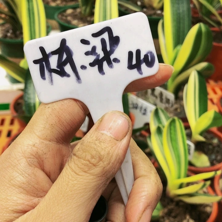 【闪购商品】完全开放栋**2