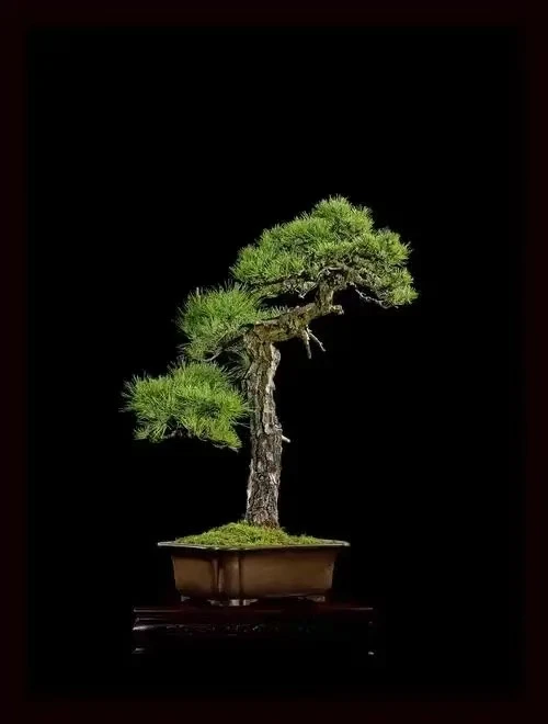 黑松盆景，一物一拍，直播专用