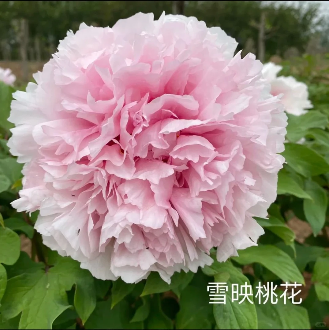 【雪映桃花】精品牡丹 菏泽基地直发 包对版