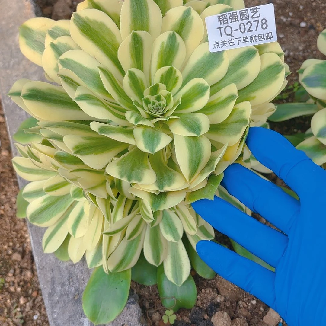 新尼亚多肉植物278