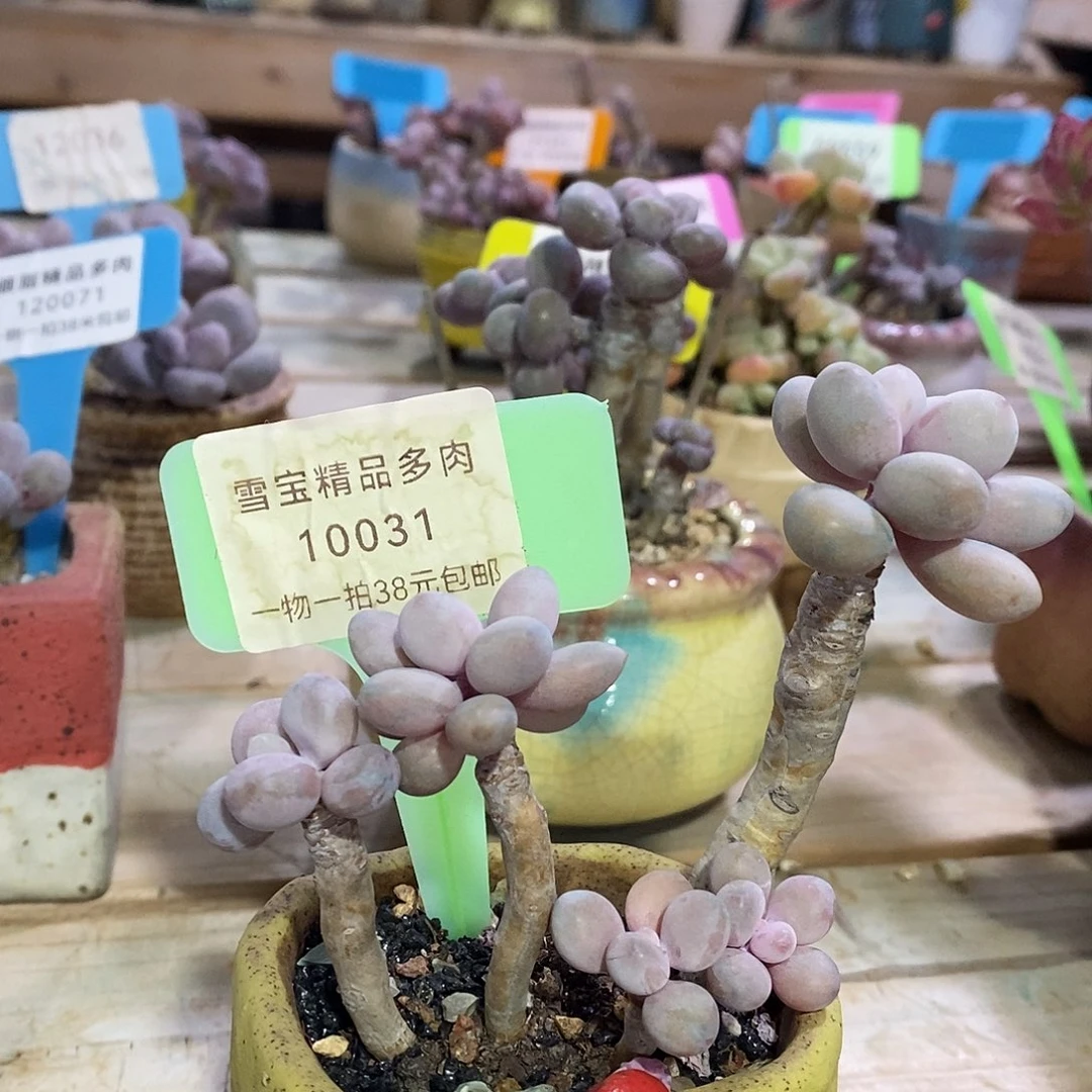 10031楼领取据统计