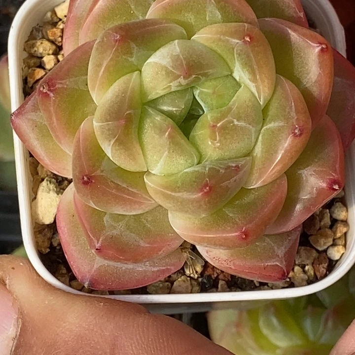 天官赐福百无禁忌