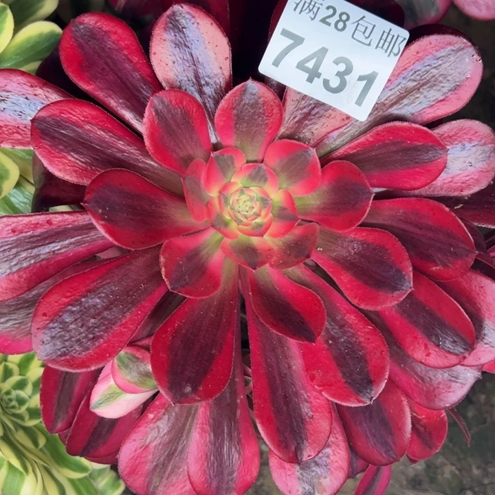 7431南美杜莎多肉植物