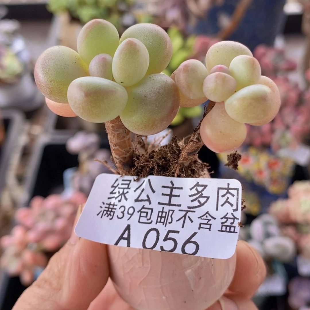 萤火虫5cm056多肉植物带盆