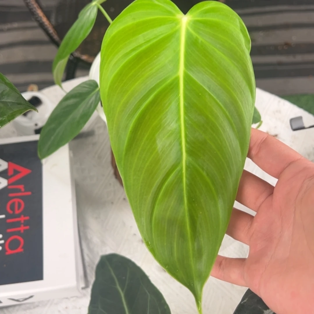 不开花植物Pe蔓绿绒