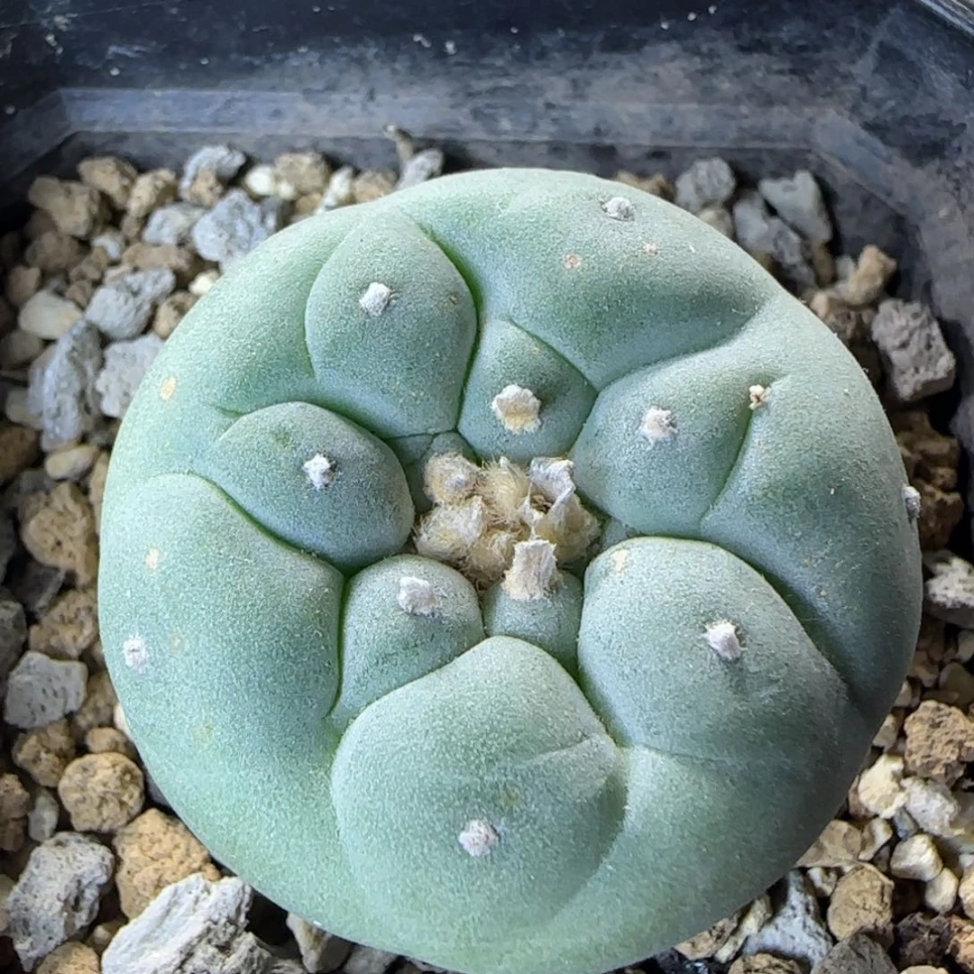 038实生大尤草球多肉3.7厘米