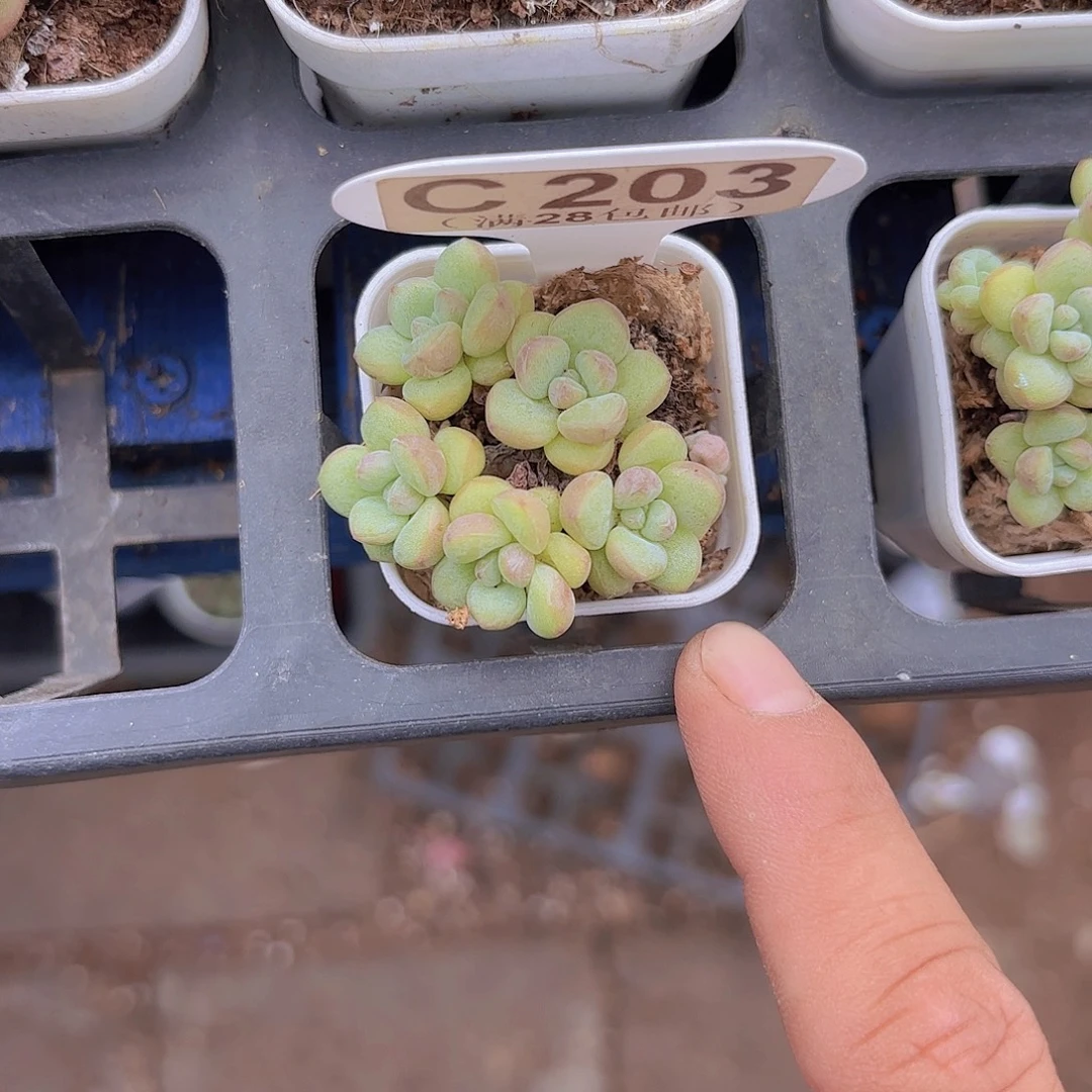 C203泡泡糖一物一拍