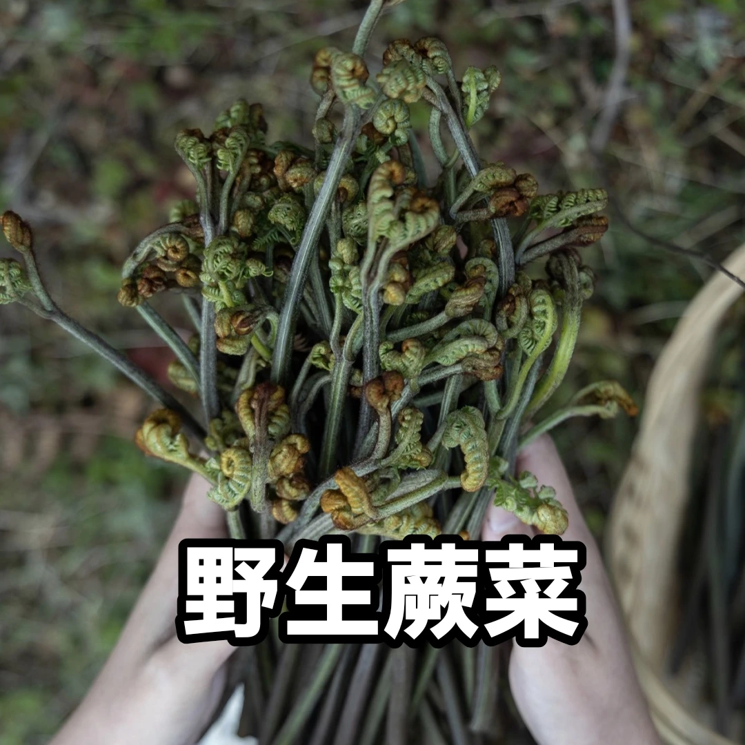 【中通冷链】云南新鲜现摘甜蕨菜蕨苔山蕨菜龙爪菜蕨菜现摘现发