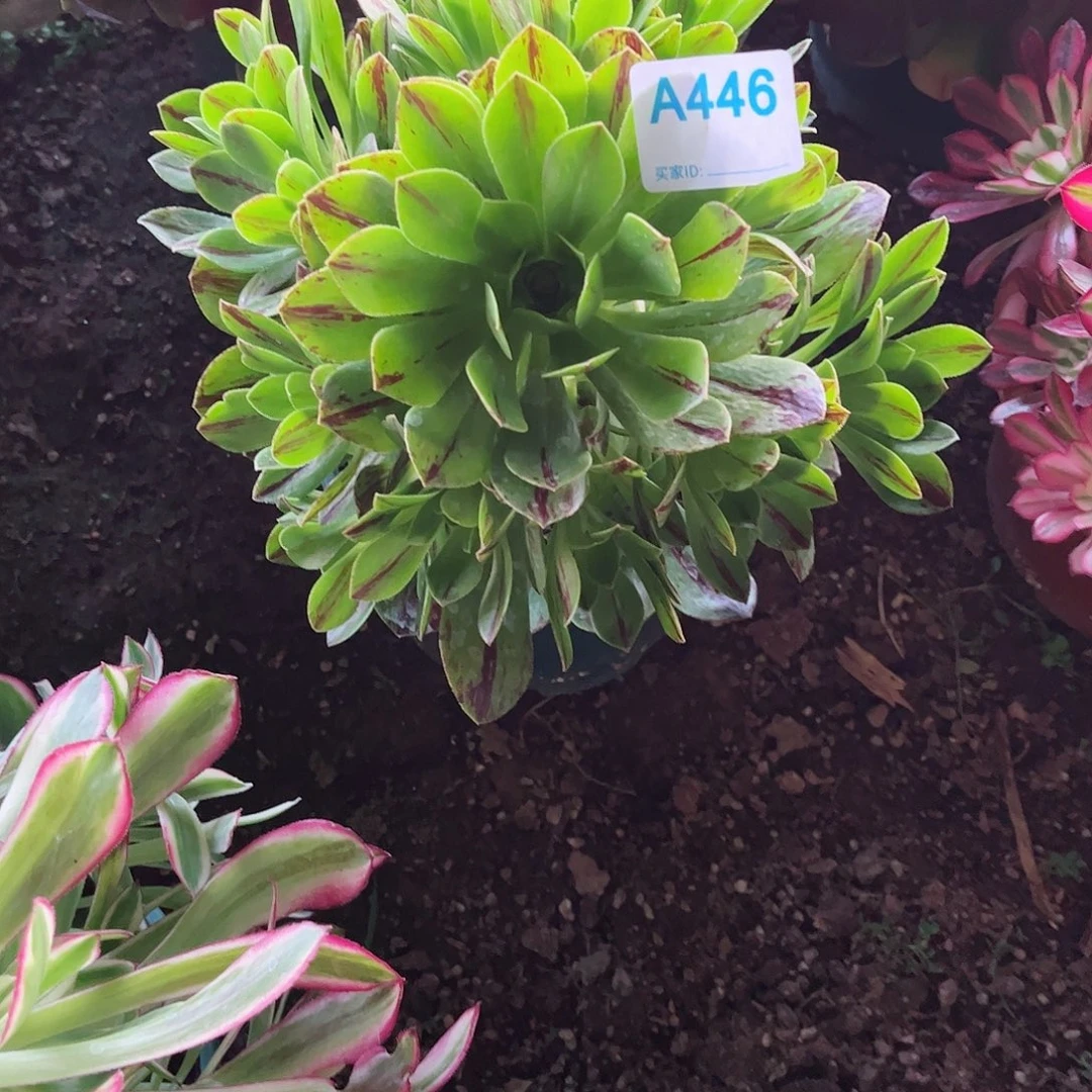 多肉植物必火多肉446