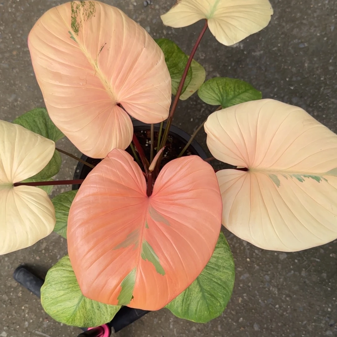 R13-1225薄荷锦千年健