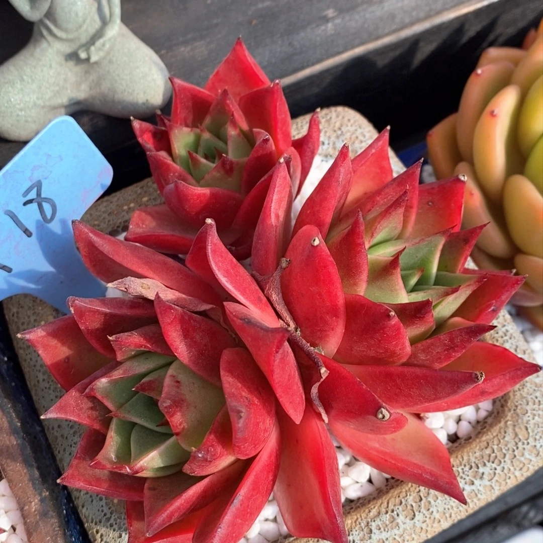 火焰山多肉植物盆栽