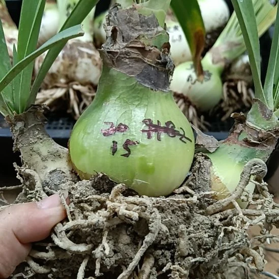 无花朵杂交混球5+带三个侧