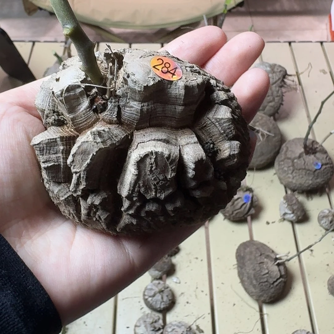 284南非龟甲龙哈哈哈