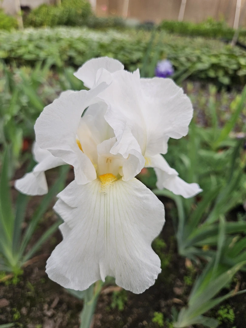 [德国鸢尾] 1盆110口径 白雪公主（白色） 多年生耐寒盆栽地栽