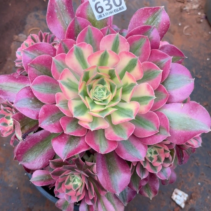 630粉女巫手捧掌心多肉法师锦不包侧枝断枝的