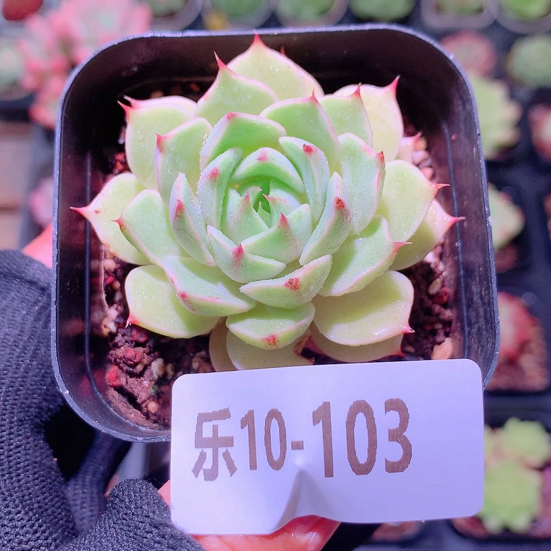 乐然10-103 苯巴蒂斯