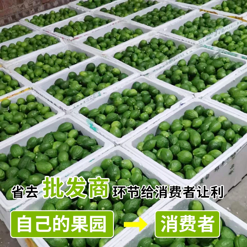 广东香水柠檬新鲜正宗青柠檬无籽大果一级果应当季水果奶茶店专用