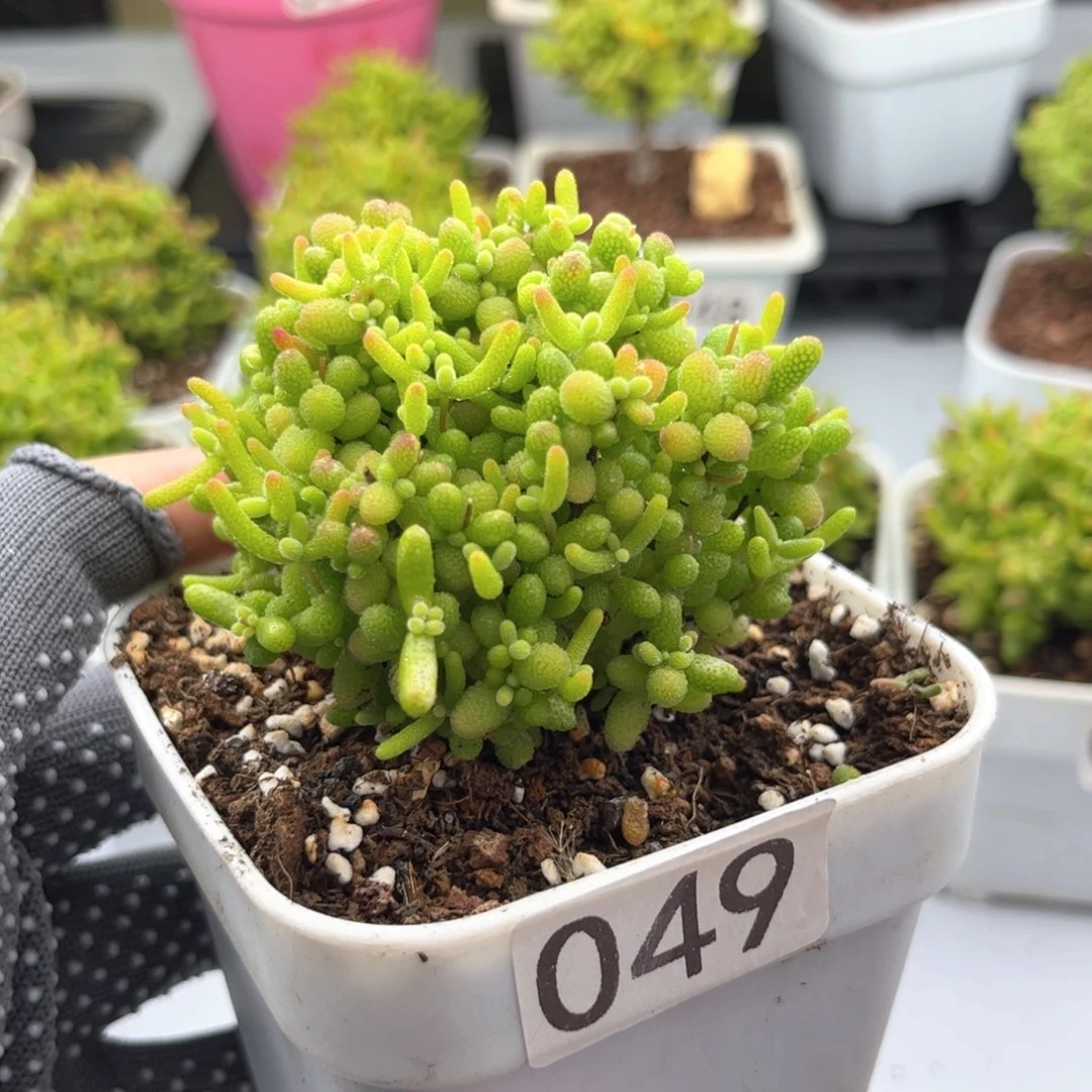 无花朵049蜜桔可爱多肉植物