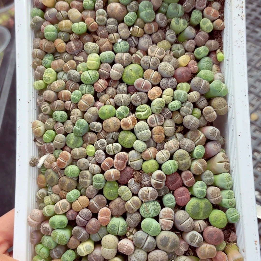 5946—生石花 生石花
