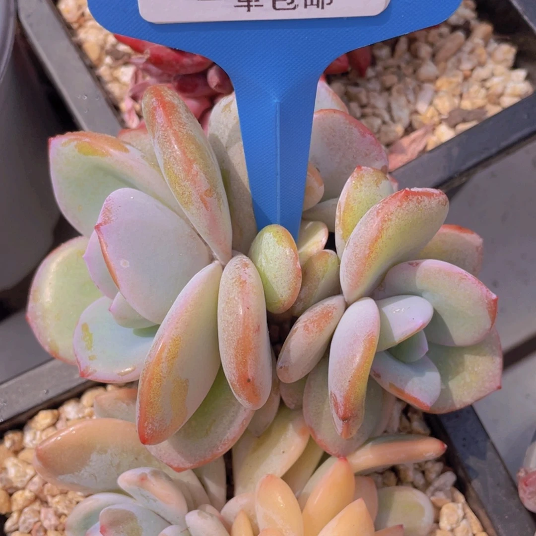 0310-10-自然群奶茶三头